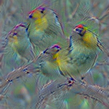 n01531178 goldfinch, Carduelis carduelis